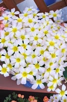 بصيلة أقصليس (همس)