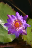 بذور زنبقة الماء (البنفسجي الملكي)