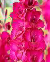 أبصال السعادة (غلاديلاس) وردي