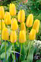 أبصال توليب (كانديلا) الأصفر