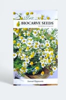 بذور زهور بابونج ألماني