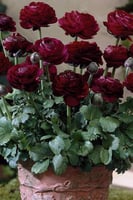 أبصال رينانكلاس أرجواني غامق