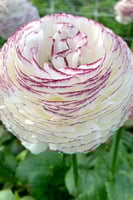 أبصال رينانكلاس إيطالي (سترياتو بيانكو)