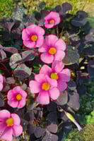 بصيلة أقصليس (وداد)