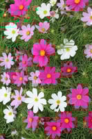 بذور الكوزموس الريشي