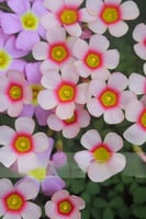 بصيلة أقصليس (أسماء)