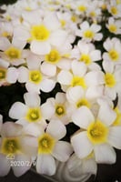 بصيلة أقصليس (ريم)