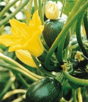 بذور كوسة (كرة البلياردو 8) F1