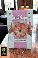 بصيلة أمارلس (وردي)