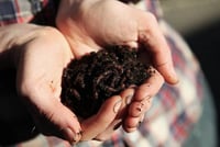 سماد الدود 5 كيلو