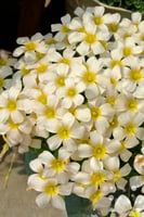 بصيلة أقصليس (ريم)