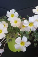 بصيلة أقصليس (وهج)