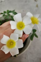 بصيلة أقصليس (لمياء)