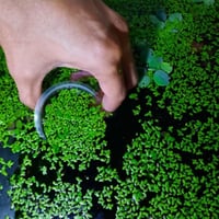 نبات عدس الماء (دوكويد)