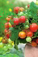 بذور طماطم (فيلما)