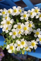 بصيلة أقصليس (لمياء)