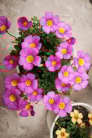 بصيلة أقصليس (عنود)