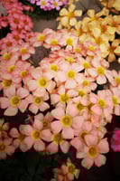 بصيلة أقصليس (ضحى)