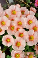 بصيلة أقصليس (ليلى)