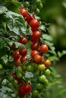 بذور طماطم (توتي أحمر)