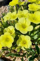 بصيلة أقصليس (منيرة)