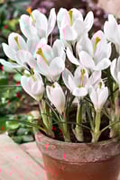 أبصال كروكوس (جان دارك) أبيض