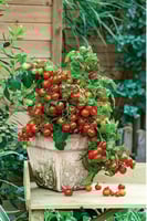 بذور طماطم (فيلما)