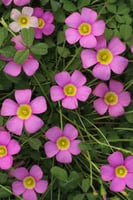 بصيلة أقصليس (عنود)