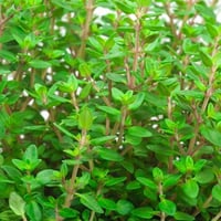 بذور زعتر (الشتاء الإنجليزي)