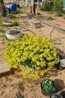 بصيلة أقصليس (نورة)