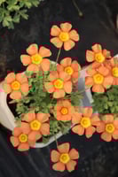 بصيلة أقصليس (نجلاء)