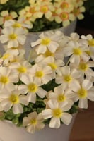 بصيلة أقصليس (وهج)