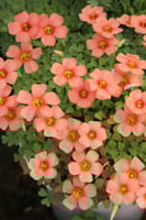 بصيلة أقصليس (حنان)