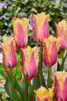 أبصال توليب الذاكرة النارية