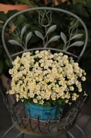 بصيلة أقصليس (حنين)