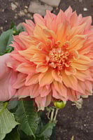 داليا (جنون المانجو)