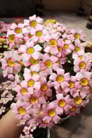 بصيلة أقصليس (ندى)