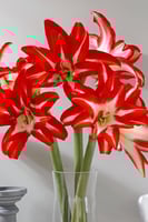 بصيلة أمارلس (المتناثرة)