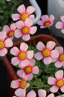 بصيلة أقصليس (أسماء)