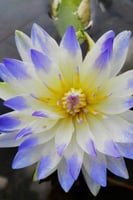 بذور زنبقة الماء (فلايفاه زرقاء)