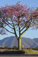 بذور شجرة كوريزيا