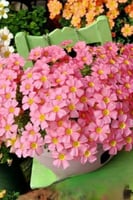 بصيلة أقصليس (سارة)