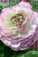 أبصال رينانكلاس إيطالي (سترياتو بيانكو)