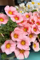 بصيلة أقصليس (شروق)