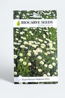 بذور زهور أقحوان زاحف