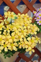 بصيلة أقصليس (أنوار)