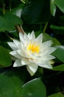 بذور زنبقة الماء (ماني سيام البيضاء)