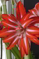 بصيلة أمارلس (المتناثرة)