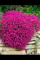 بذور لوبيليا الشلال الأحمر