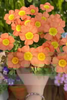 بصيلة أقصليس (شادن)